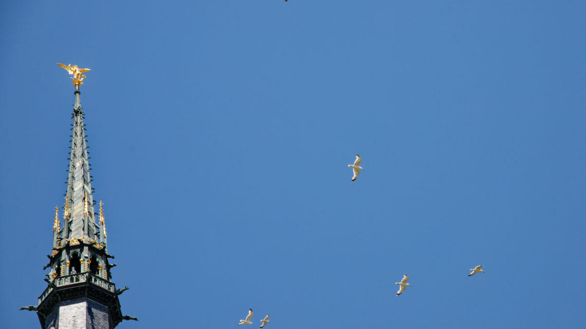 Mouettes ou Goélands ? La différence va vous étonner !